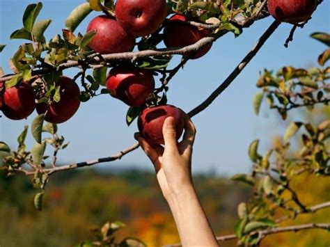 TOP 10 BEST Apple Picking Orchard in Fremont, CA 